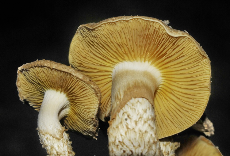 Ritrovamento particolare - Pholiota sp.